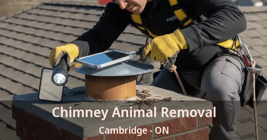 Chimney Animal Removal Cambridge - ON Chimney Animal Removal Cambridge - ON