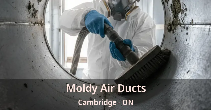 Moldy Air Ducts Cambridge - ON